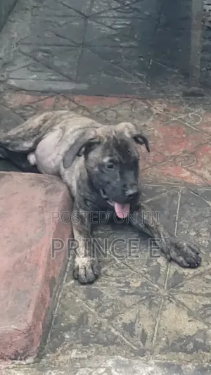 1-3 months Male Purebred Boerboel