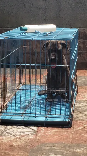 1-3 months Male Purebred Boerboel
