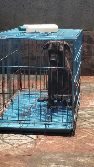 1-3 months Male Purebred Boerboel