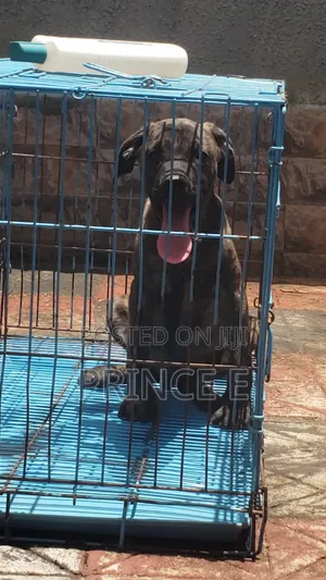 1-3 months Male Purebred Boerboel