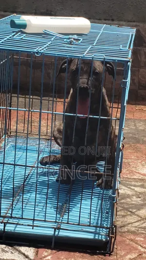 1-3 months Male Purebred Boerboel