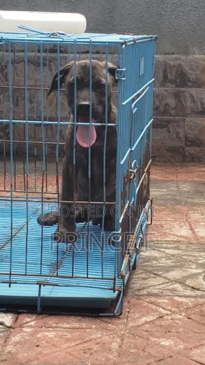 1-3 months Male Purebred Boerboel