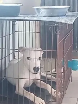 3-6 months Male Purebred American Pit Bull Terrier