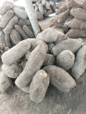 Benue Yam for Pounded Yam and More