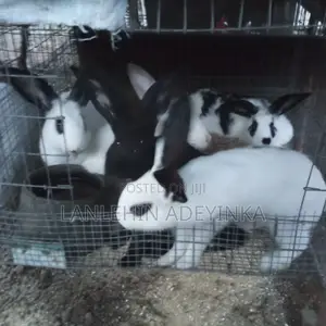 Landan Rabbit Farm