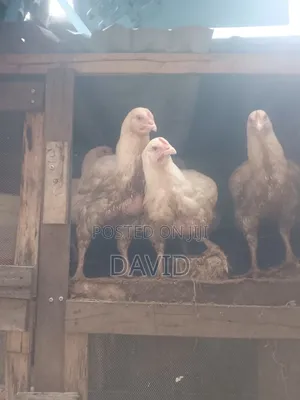 3 Months Old Brolers