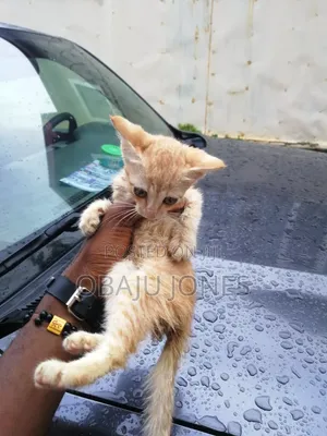 0-1 month Female Purebred Tabby