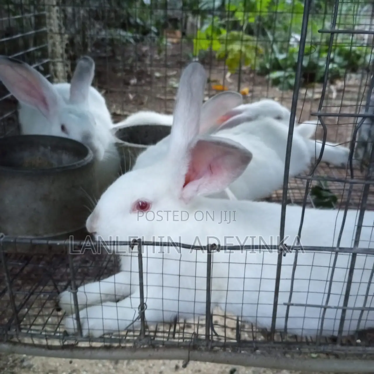 Landan Rabbit Farm