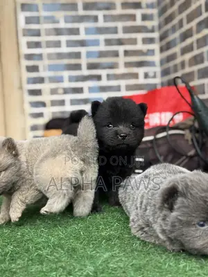 0-1 month Male Purebred Chow Chow