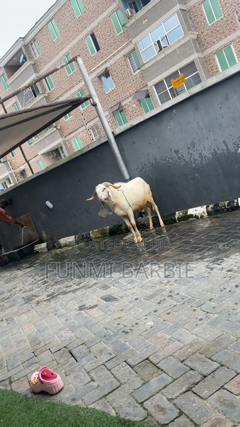 Very Big Ballami Ram