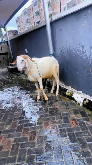 Very Big Ballami Ram