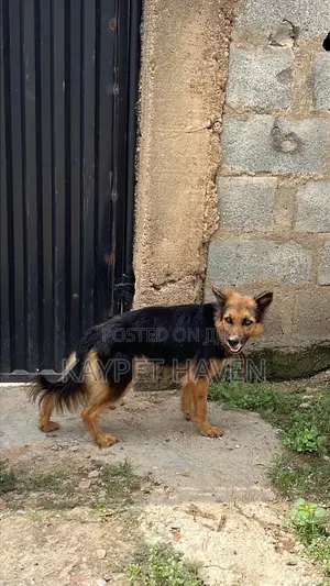 1+ year Female Purebred German Shepherd