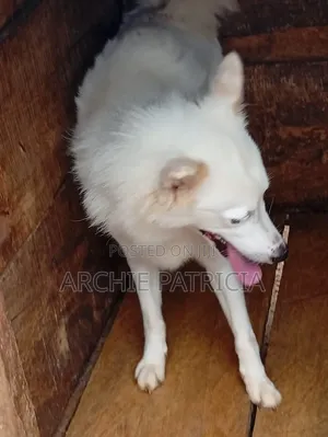1+ year Female Purebred American Eskimo