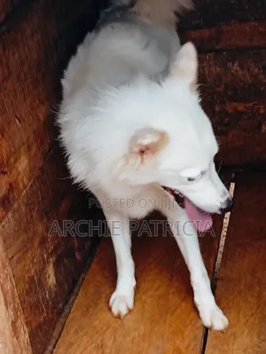 1+ year Female Purebred American Eskimo