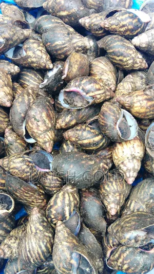 The Oil and Shellfish Enterprise