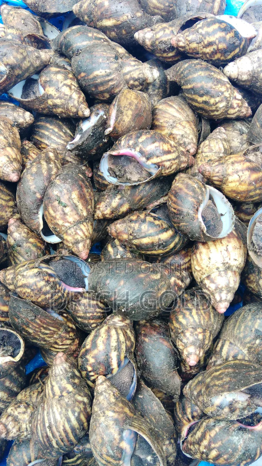 The Oil and Shellfish Enterprise