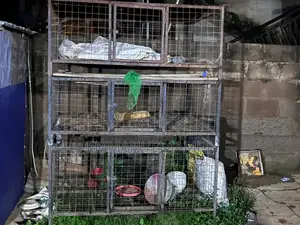 Chicken Cage