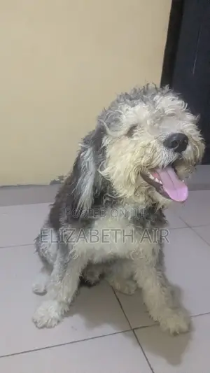 6-12 months Male Purebred Lhasa Apso