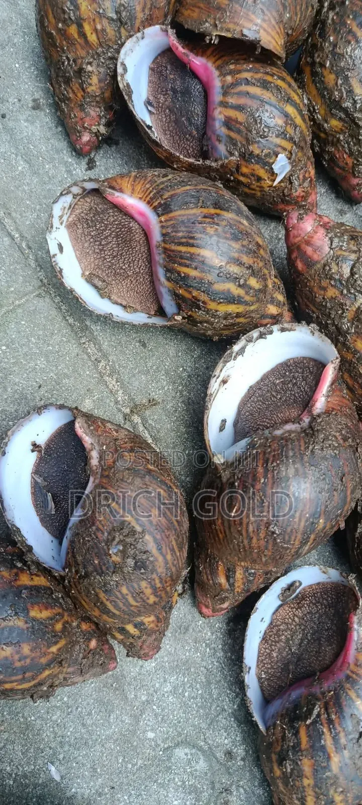 The Oil and Shellfish Enterprise