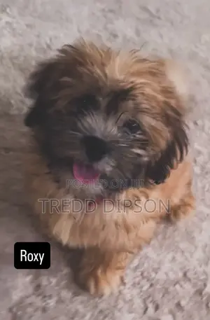1-3 months Female Purebred Lhasa Apso