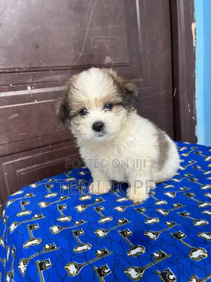0-1 month Female Purebred Lhasa Apso