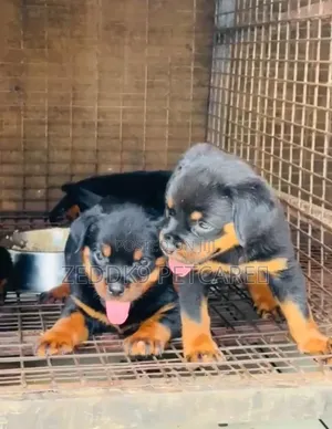 1-3 months Female Purebred Rottweiler