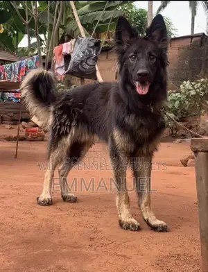 1+ year Male Purebred German Shepherd