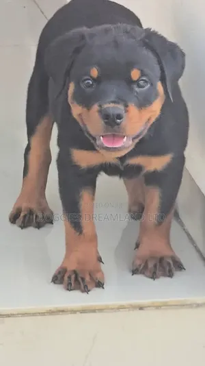 1-3 months Male Purebred Rottweiler
