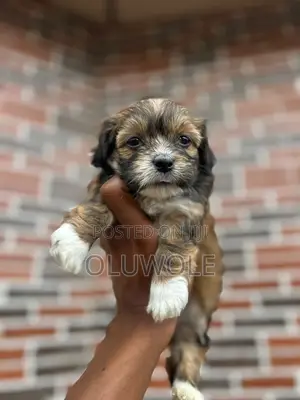 1-3 months Female Purebred Lhasa Apso