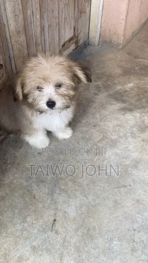 1-3 months Male Purebred Lhasa Apso