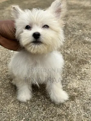 0-1 month Male Purebred Lhasa Apso