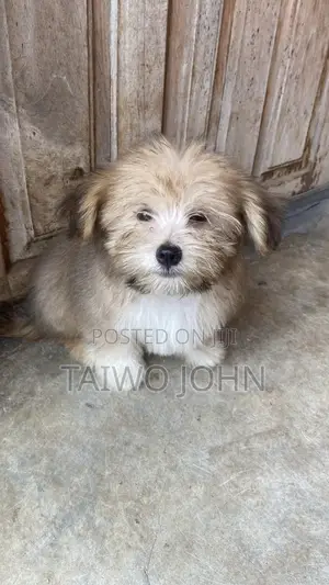 1-3 months Male Purebred Lhasa Apso