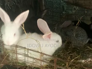 Exotic Rabbits for Sale