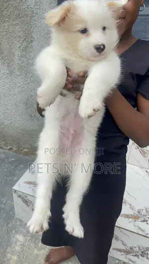 1-3 months Male Purebred American Eskimo