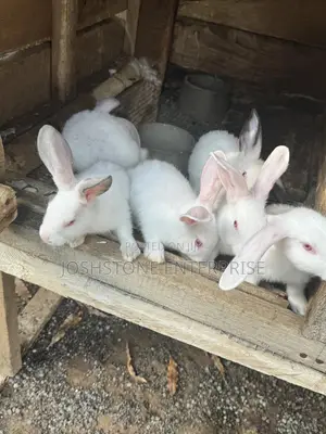 Male and Female Hyla Max Rabbit
