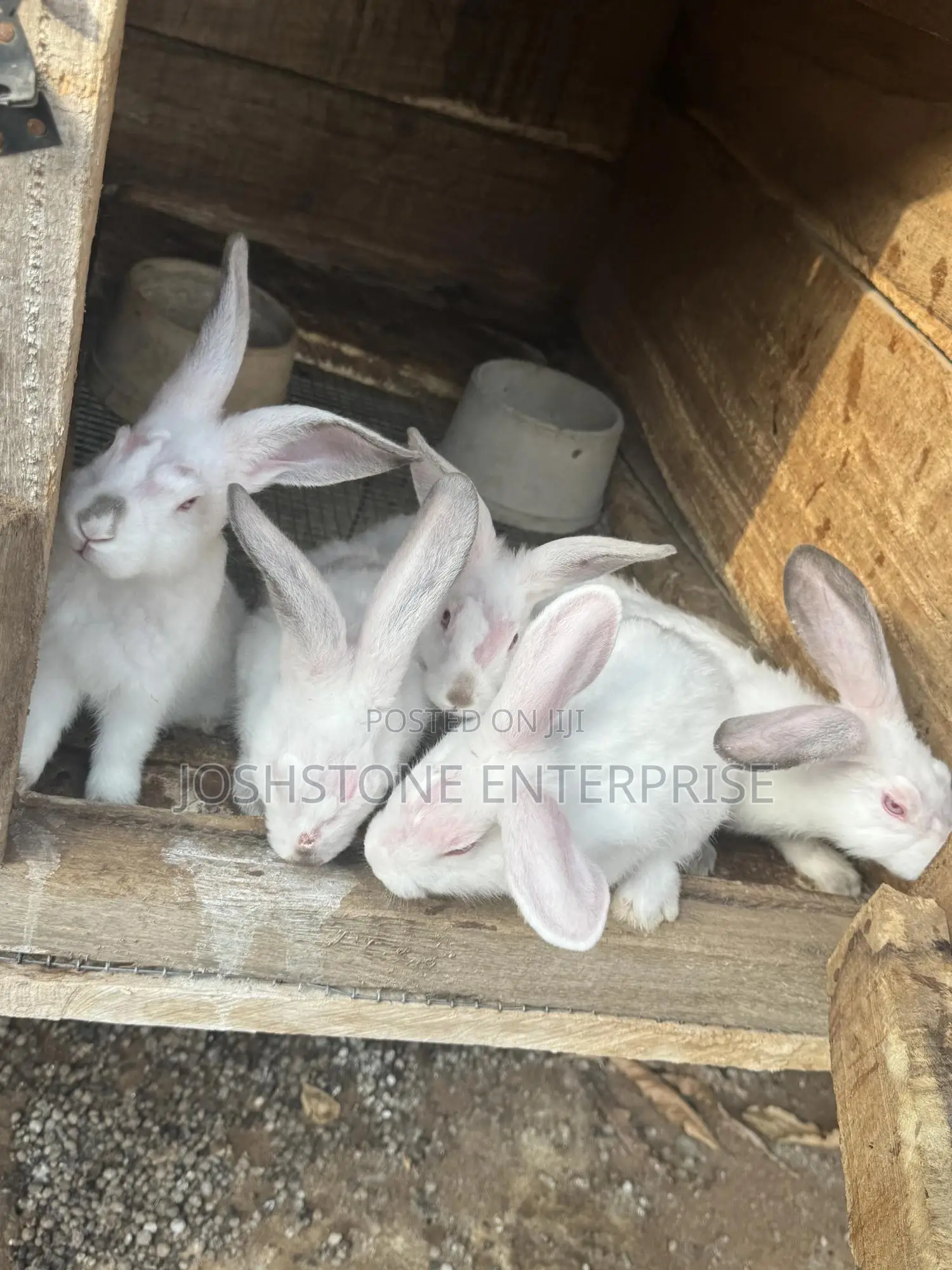 Male and Female Hyla Max Rabbit