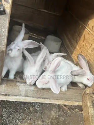 Male and Female Hyla Max Rabbit