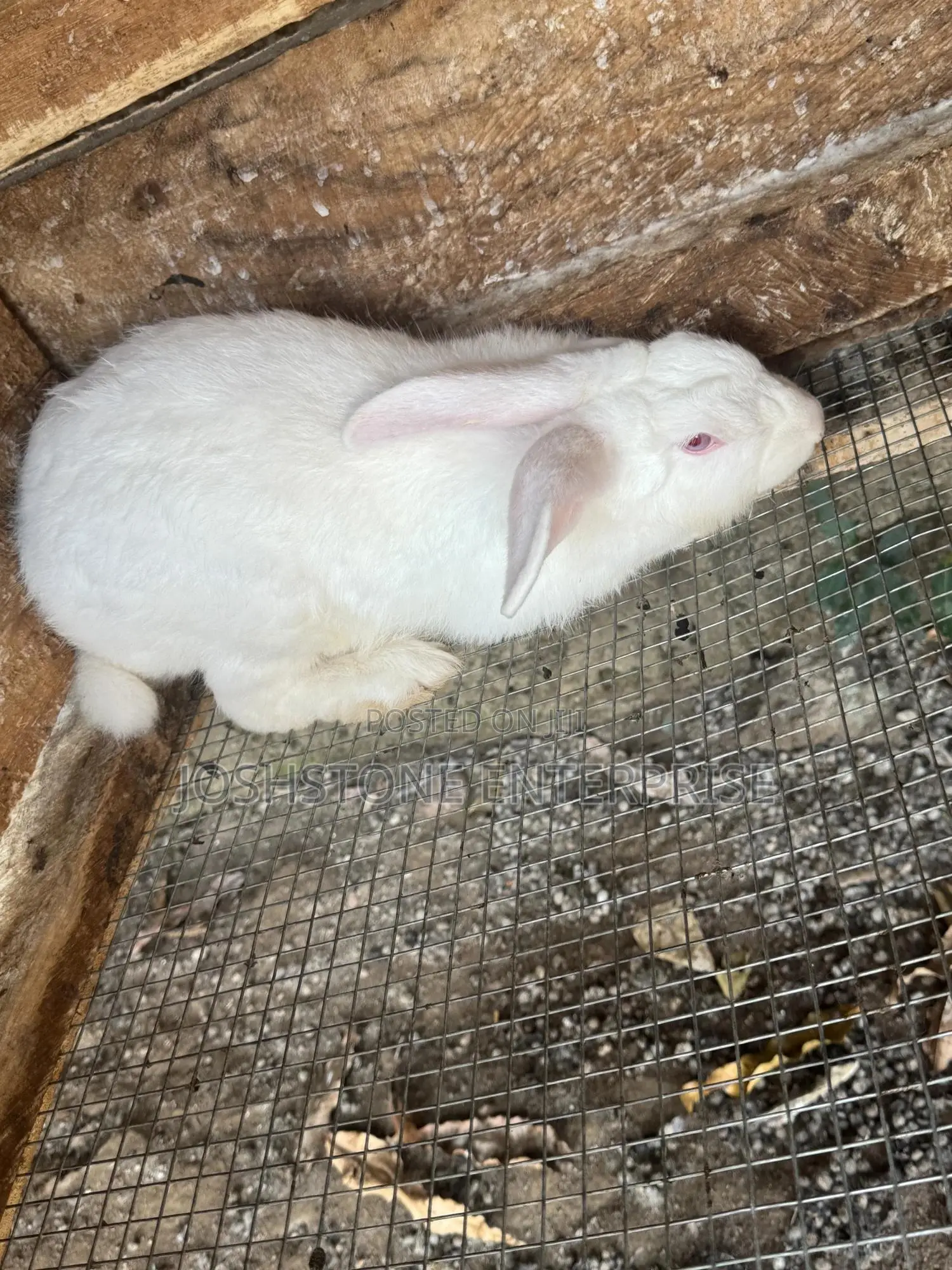 Male and Female Hyla Max Rabbit