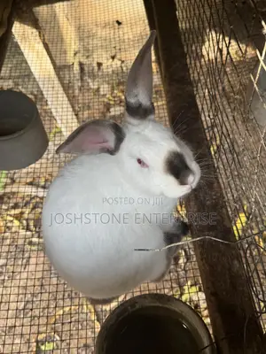Male and Female Hyla Max Rabbit