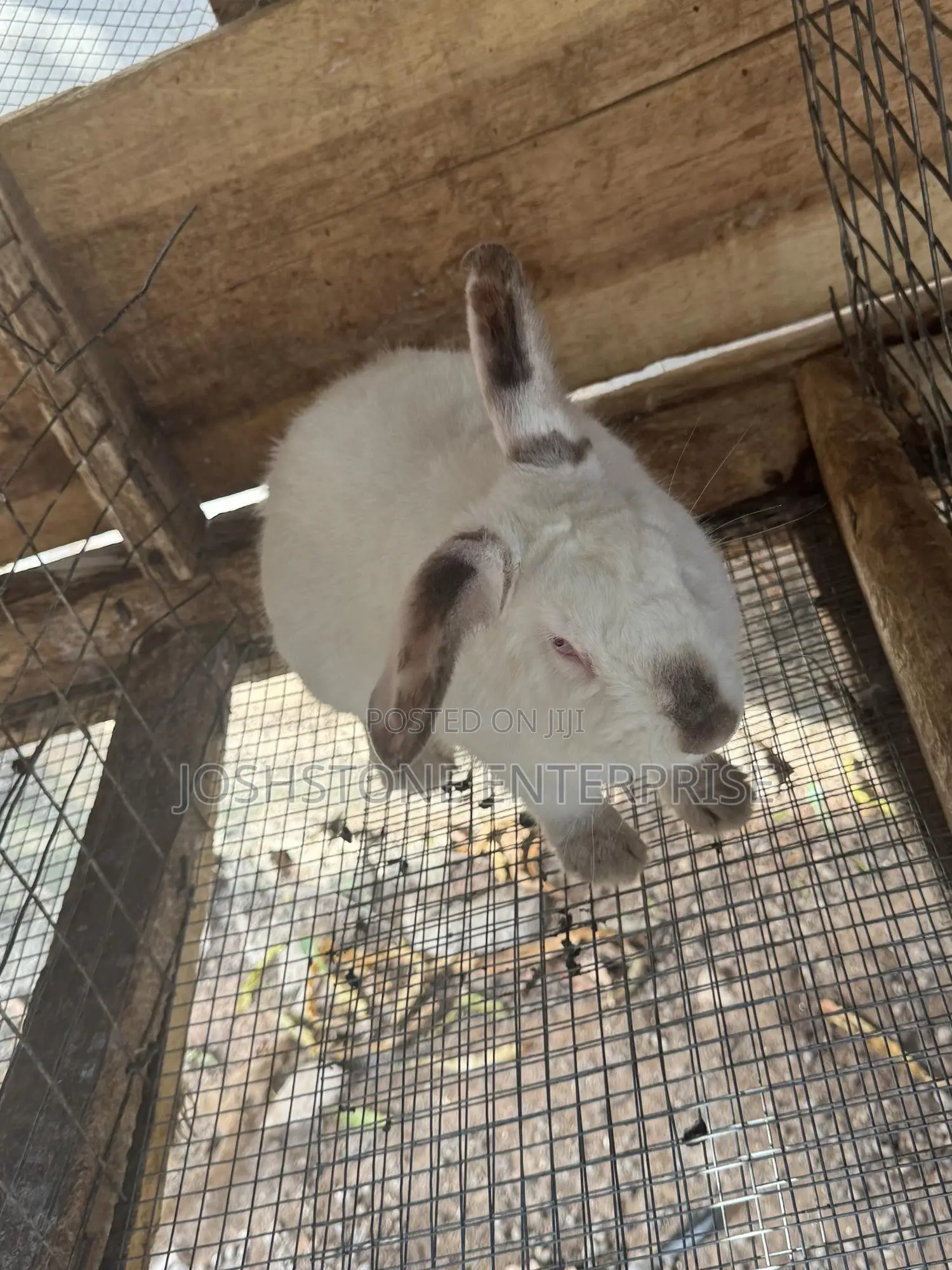 Male and Female Hyla Max Rabbit