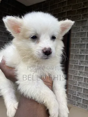 1-3 months Female Purebred American Eskimo
