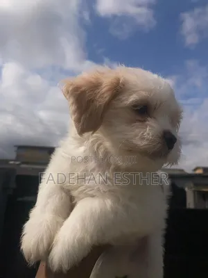 1-3 months Female Purebred Lhasa Apso