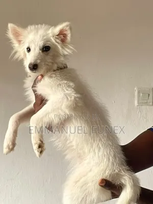 3-6 months Female Purebred American Eskimo