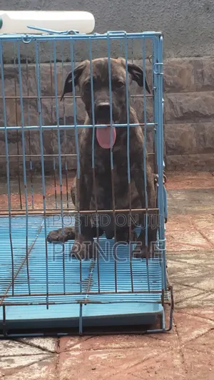 1-3 months Male Purebred Boerboel