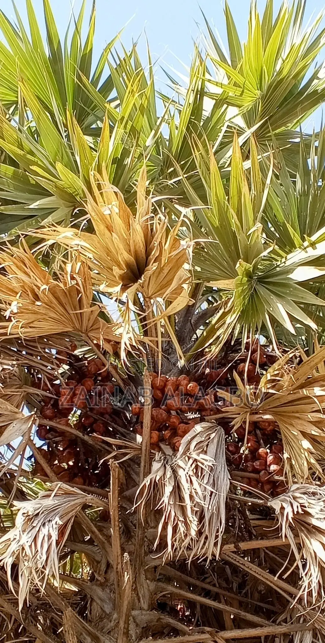 Doum Palm. GORUBA