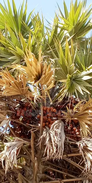 Doum Palm. GORUBA