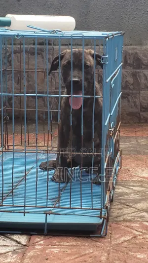 1-3 months Male Purebred Boerboel
