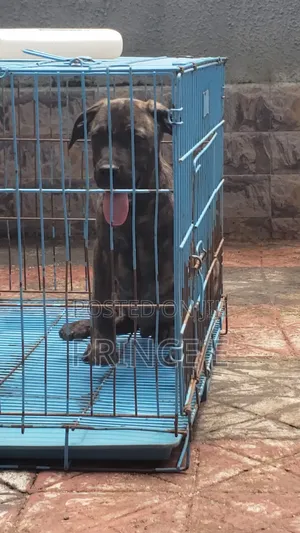 1-3 months Male Purebred Boerboel