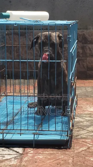 1-3 months Male Purebred Boerboel
