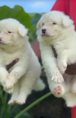 1-3 months Male Purebred American Eskimo